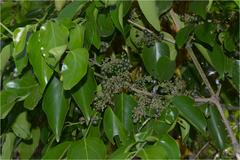 Psydrax dicoccos var. dicoccos